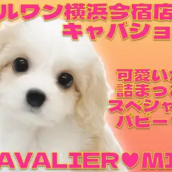 【 キャバション 】奇跡のブレナムスポットを持つ甘え上手な女の子!