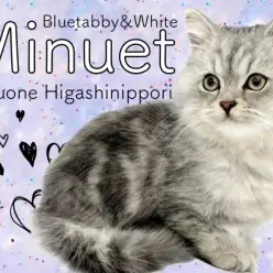 【 ミヌエット 】気品漂う小さな王子様!ブルータビー&ホワイトの男の子が降臨!