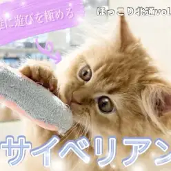 【 ほっこり北通vol.226 】遊ぶ姿は至福のきらめきサイベリアン!