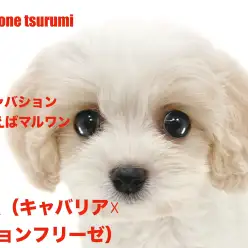 【 MIX 】大人気(キャバション)ブレンハイムカラーの女の子!