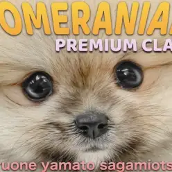 【 ポメラニアン 】プレミアム認定!滅多に出会えない可愛らしさを誇るたぬきポメ!