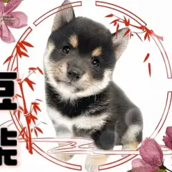 【 黒豆柴 】KC認定!クマフェイスが魅力的な豆柴界のスーパースターが降臨