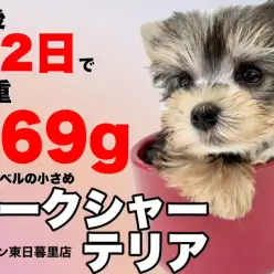 【 ヨークシャーテリア 】480gの小さめサイズ!マグカップヨーキー登場!