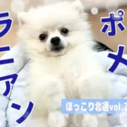 【 ほっこり北通vol.214 】毎日が大冒険!生後4ヶ月のポメラニアンくん