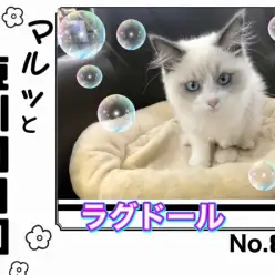 【 マルっと東川口日和No.83 】超美猫ラグちゃん！華麗な猫じゃらしの舞