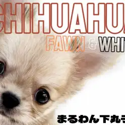 【 チワワ 】小さめで飼いやすい！穏やかで甘えん坊な男の子の魅力をたっぷり紹介！