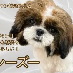 【 シーズー 】もうすぐ生後5ヶ月!フレンドリーな女の子に成長中!