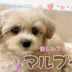 【 ほっこり北通vol.220 】ずっと一緒にいたくなる!癒しのマルプーちゃん!