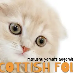 【 スコティッシュフォールド 】クリームの優しい毛色と垂れ耳が愛らしい丸顔猫!