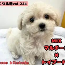 【 ほっこり北通vol.224 】クリームカラーのお姫様が埼玉県に登場!