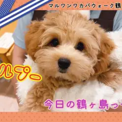 【 今日の鶴ヶ島っ子  】 癒し系マルプーちゃんのご紹介！