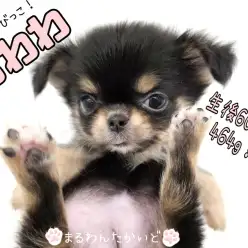 【 チワワ 】生後60日で464g!極小サイズの鼻ペチャプリンセス!