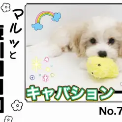 【 マルっと東川口日和No.76 】ひとり遊び上達!大人気のキャバションちゃん!