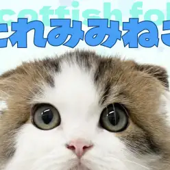 【 スコティッシュフォールド 】横浜元町にいる大きな瞳のたれみみスコちゃん！