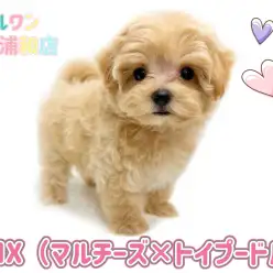 【 MIX(マルチーズ×トイプードル) 】抜け毛少なめのクリームカラーの女の子