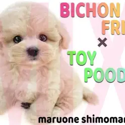 【 MIX 】ビションフリーゼとトイプードルが両親の愛嬌満天な甘えん坊な女の子!