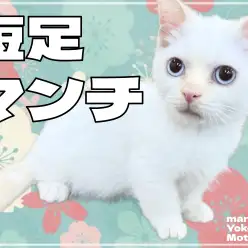 【 マンチカン 】愛らしさ満点!短足マンチカンが横浜元町店に登場!