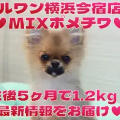 【 MIX 】生後5ヶ月で1.2kg!猫との多頭もできる超温厚なポメチワちゃま!