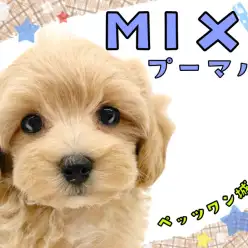 【 MIX 】MIX界のプリンス!人気急上昇中のプーマルちゃん