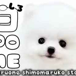 【 ポメラニアン 】白ポメの様なクリームの幼さ溢れるたぬき顔の女の子が大田区に!