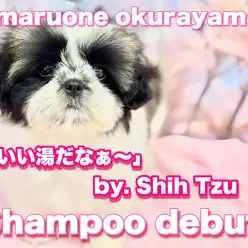 【 シーズー 】この可愛さは癖になる!お手入れ方法はしっかりとサポートします!