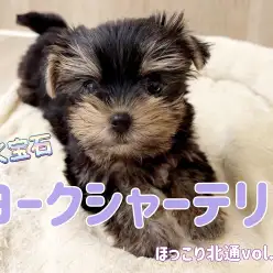 【 ほっこり北通vol.225 】宝石わんこヨークシャーテリアちゃん登場!