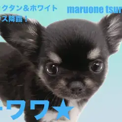 【 チワワ 】艷やかなブラックタン＆ホワイトカラーの男の子！！
