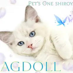 【 ラグドール 】おっとりしたぬいぐるみ?心も身体も癒してくれる甘えん坊