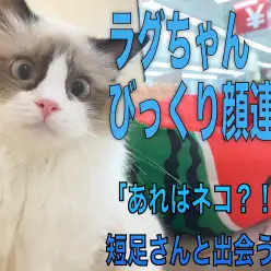 【 ラグドール 】びっくり顔連発!!短足マンチちゃんと出会うの巻!