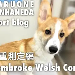 【 コーギー 】本羽田店のおりこうさんコーギーのル-ティーン・体重測定編!