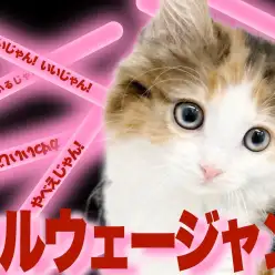 【 ノルウェージャンフォレストキャット 】美しい森の妖精が大倉山にいるじゃん!!