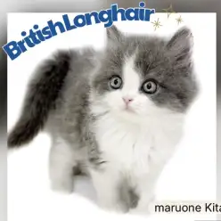 【 ブリティッシュロングヘア 】超希少な長毛&ブルー&ホワイトカラーが降臨!