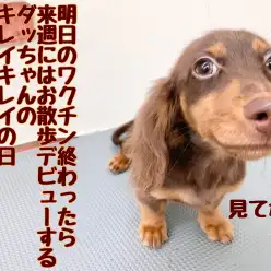 【 ミニチュアダックス 】ワクチン前のキレイキレイ！もうすぐお散歩デビュー予定だよ！