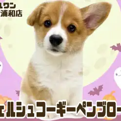 【 ウェルシュコーギーペンブローク 】美しいレッド＆ホワイトの女の子！