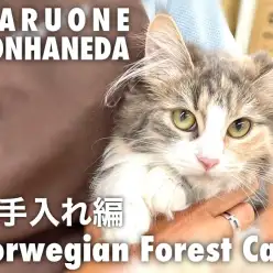 【 ノルウェージャン 】猫初心者必見!本羽田店ノルちゃん特集・お手入れ編