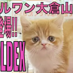 【 フォールデックス 】ぺちゃ顔好きは急げっ!レア猫種が大倉山店初登場!