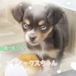 【 今日の鶴ヶ島っ子  】好奇心旺盛！家族で楽しく遊べる物怖じしない女の子！