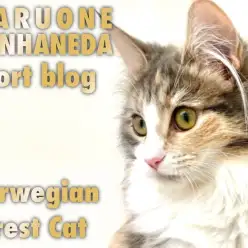 【 ノルウェージャンフォレストキャット 】生後6ヶ月のゴージャスな尻尾にご注目!