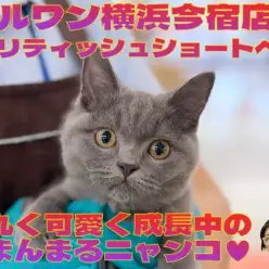 【 ブリティッシュショートヘア 】丸く可愛く成長中の無防備な男の子!最新動画付き