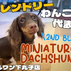 【 ダックスフント 】フレンドリーな性格で社交性バッチリ!トレーニング姿をご紹介