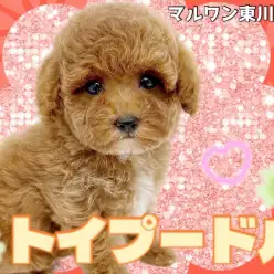 【 トイプードル 】大人気濃いめのレッドカラー！愛嬌抜群優秀わんこがやってきた！