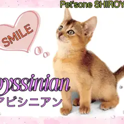 【 アビシニアン 】パパはチャンピオン！笑顔が魅力のアビちゃん