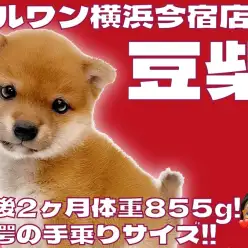 【 豆柴 】生後2ヶ月体重855g!白い靴下を履いた赤毛のフレンドリーな女の子!