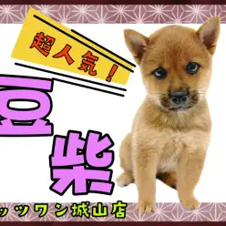 【 豆柴 】手乗りサイズ!とっても穏やかな豆柴の女の子