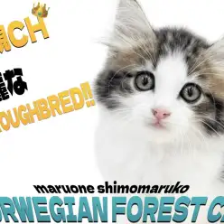 【 ノルウェージャン 】両親はチャンピオン猫!甘えん坊で穏やかな美麗な女の子!