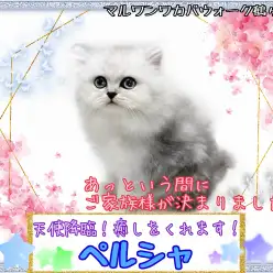 【 ペルシャ 】美の化身!一目見ただけで癒される猫の王子様