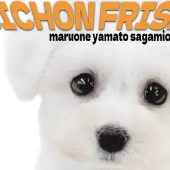 【 ビションフリーゼ 】無邪気でフレンドリー!笑顔をくれる陽気な愛されワンコ!