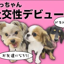 【 ミニチュアダックス 】フレンドリーさがレベチ!だっちゃん社交性デビュー!