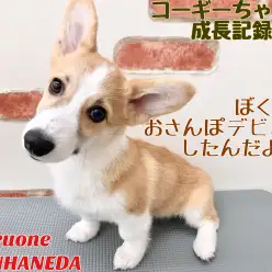 【 コーギー 】お散歩デビューを果たしたおっとりコーギーちゃんの成長記録!