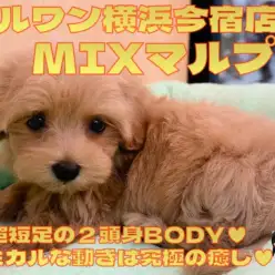 【MIX マルプー】超短足!コミカルな動きに癒されるドワーフ体型の女の子!